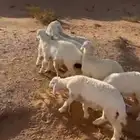 للبيع بهم حري