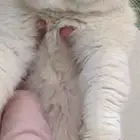 ذكر بريتش منتج متااح الان للبيع