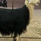 فحل نجدي