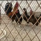 دجاج بياض رقاد