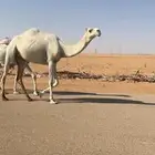بكر ثنيه لقحه على بعيرن طيب