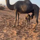 ناقه خلفه طيبه