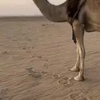 خلفه حمرا كفو