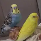 زوج بادجي للبيع