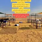 ايواء وتدريب خيل