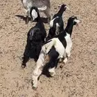 ثلاث عنقان وتيس للبيع