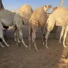 حشو فاخره حليب