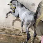 حصان مصري واهو