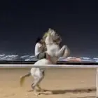 حصان بطل حار