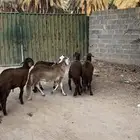 سواكن جذعان مغلقه مشروطه