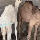 حشو تربيه قعودين وبكره