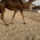 بكار حمر دهم سواحل