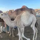 حواشي للبيع