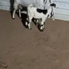 عنز حجازية خصم متبع
