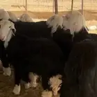 نجدي
