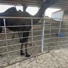 بكره مفروده