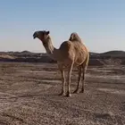 ناقه كفو مقنوي