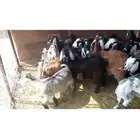 بهم ذبائح وغنم كبار
