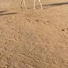 خلفه وضحى