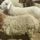 ذبائح مغلقة شحم نظيفة شرط بالقرب من دوار الملك سلمان