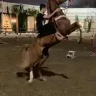حصان شعبي