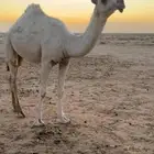 بكره رمانيه وضحاء كفو مفروده