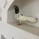 شرط زوج اذكر القلابي والأنثي بعد تقلب