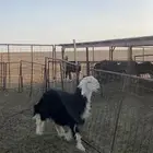 خروف