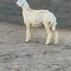 للبيع خروف مشروع فحل