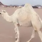 بعير فحل للبيع باتلي على السوم وهاذي وحده من ابكاره