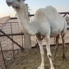 لقحه لها 8شهور مشروطه