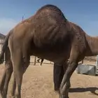 بعير احمر للبيع