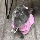 قطه شيرازي للتبني