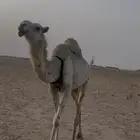 ثنيه معشر