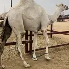 قعود لقي يصلح مده