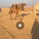 بكرا حقه قويه
