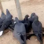 حمام ساولاا