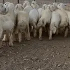 للبيع رخال طيبه ماشاءالله