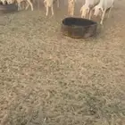 للبيع ضان حريات خلافات العدد17 تحتها 17