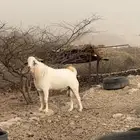 تيوس بيشي برص تم البيع