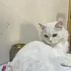 قطط شيرازي هملايا