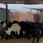 تيوس عوارض فل شحم شرط