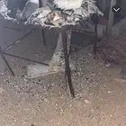دجاج بلدي