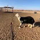 مشروح فحل نجدي