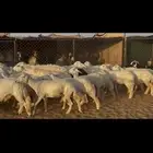 ضان اباكير رخال دفع