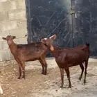 اربع معزا.
