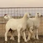 رخال حريه تم اللبيع