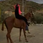 للبيع أتواصل وتساب