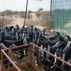 تيوس وجفارات