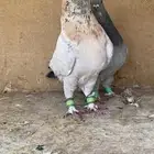جوز